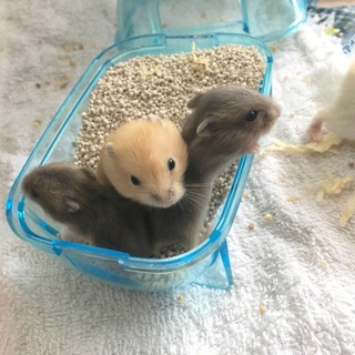 ジャンガリアンハムスター 各色