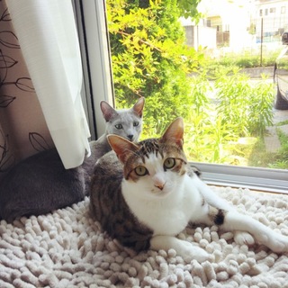 ★２匹★ １歳の白キジと１歳半のロシアンブルー