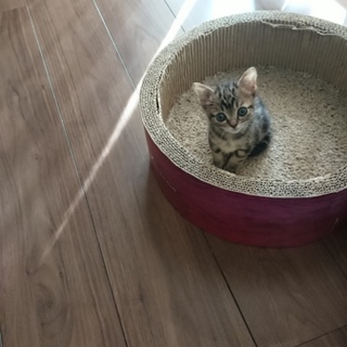 アメショーMix 男の子(ハンデあります)