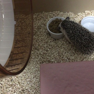 ハリネズミの里親募集