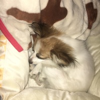 ぽてち