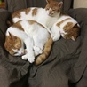兄弟揃って...