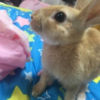 さーちゃん