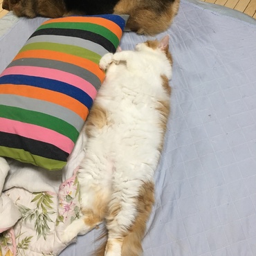 仰向け…リラックスしすぎですよ( ｡˃̵ᴗ˂̵｡)ﾌﾟﾌﾟ