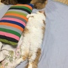 仰向け…リラックスしすぎですよ( ｡˃̵ᴗ˂̵｡)ﾌﾟﾌﾟ