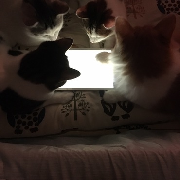 ゲームに集中❢❢