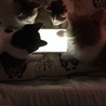 ゲームに集中❢❢