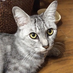  猫優先の我が家のベット