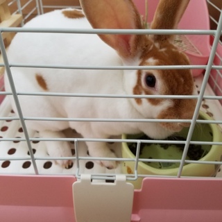 ﾚｯｷｽの女のこ