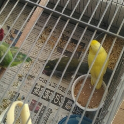 13年目の初心者