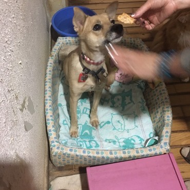 「おすわり」「待て」の練習中