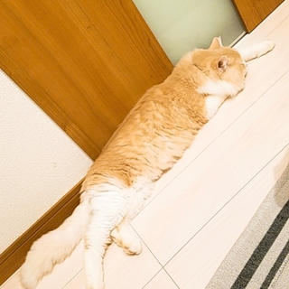 一旦募集停止させて頂きます。