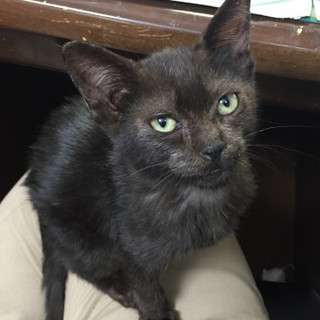 珍しいブラックスモークの子猫です