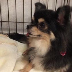 初☆トリミング