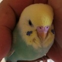迷いセキセイインコ