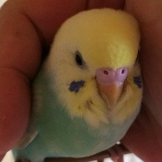 迷いセキセイインコ