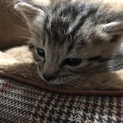 元気な兄弟子猫の里親さんを探しています