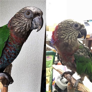 カリラとひまり