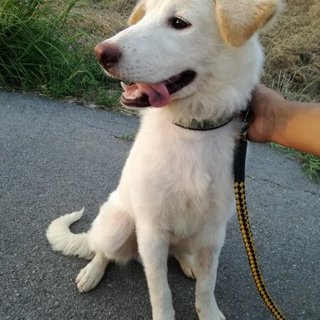 性格花丸、人慣れ抜群の大きめ中型幼犬