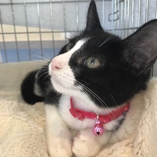 人懐っこくて良い子♪抱っこできます。5ヵ月♂