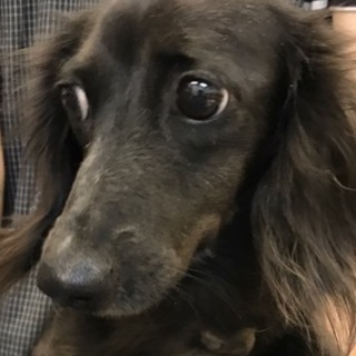 ダックス女の子黒色