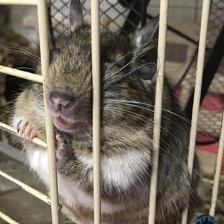 ノーマルパイドデグー