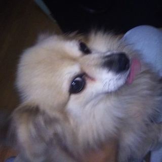 チワックス♂（7歳）　里親募集します。