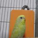 セキセイインコ ルチノー♀