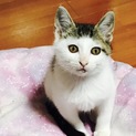 ハート柄❤子猫ちゃん！