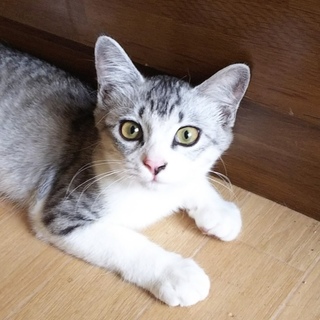 ☆グレー＆白 美猫兄弟☆【鼻ピンク】