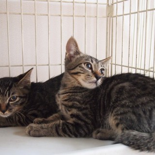 でら！カク！＆カタ！