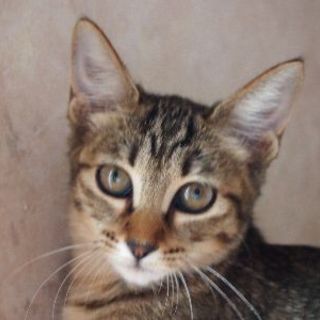 でら！マル＆サン！ダイヤ！