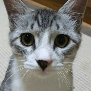 ☆グレー＆白 美猫兄弟☆【鼻クロ】