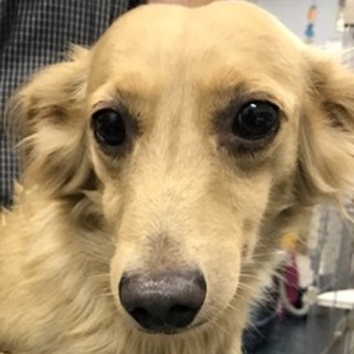 ダックスの成犬