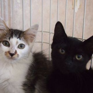 でら！プラス！＆チック！