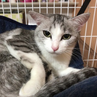 アヤたんの里親さん募集