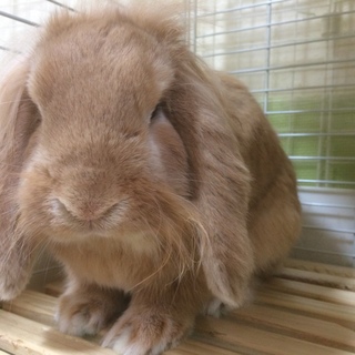 里親様が決まりました。ありがとうございました。