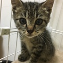 キジトラ子猫  ただいまトライアル中です。