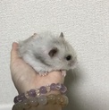ハムスターの里親さん募集
