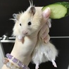 ハムスターの里親さん募集 サムネイル2