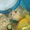 ハムスターの里親さん募集 サムネイル3