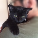 おめめクリクリ、抱っこ大好き黒子猫