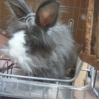 《交渉中》保護うさぎ　じゅんぺい