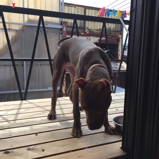 ピットブル女の子