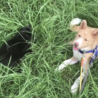 野犬'sライフレスキュー(保護活動者)