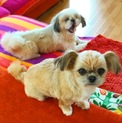 家庭の事情で飼えなくなったシーズー女の子里親募集