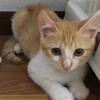 　丸顔男子♪　４か月　茶白のヤマト 　里親募集中