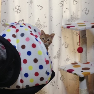 可愛い茶トラちゃん♪