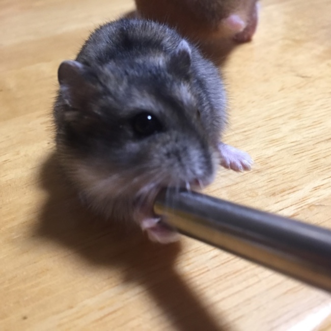 OKANONのカバー写真