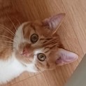 性格◎人なれOKな茶トラ少年